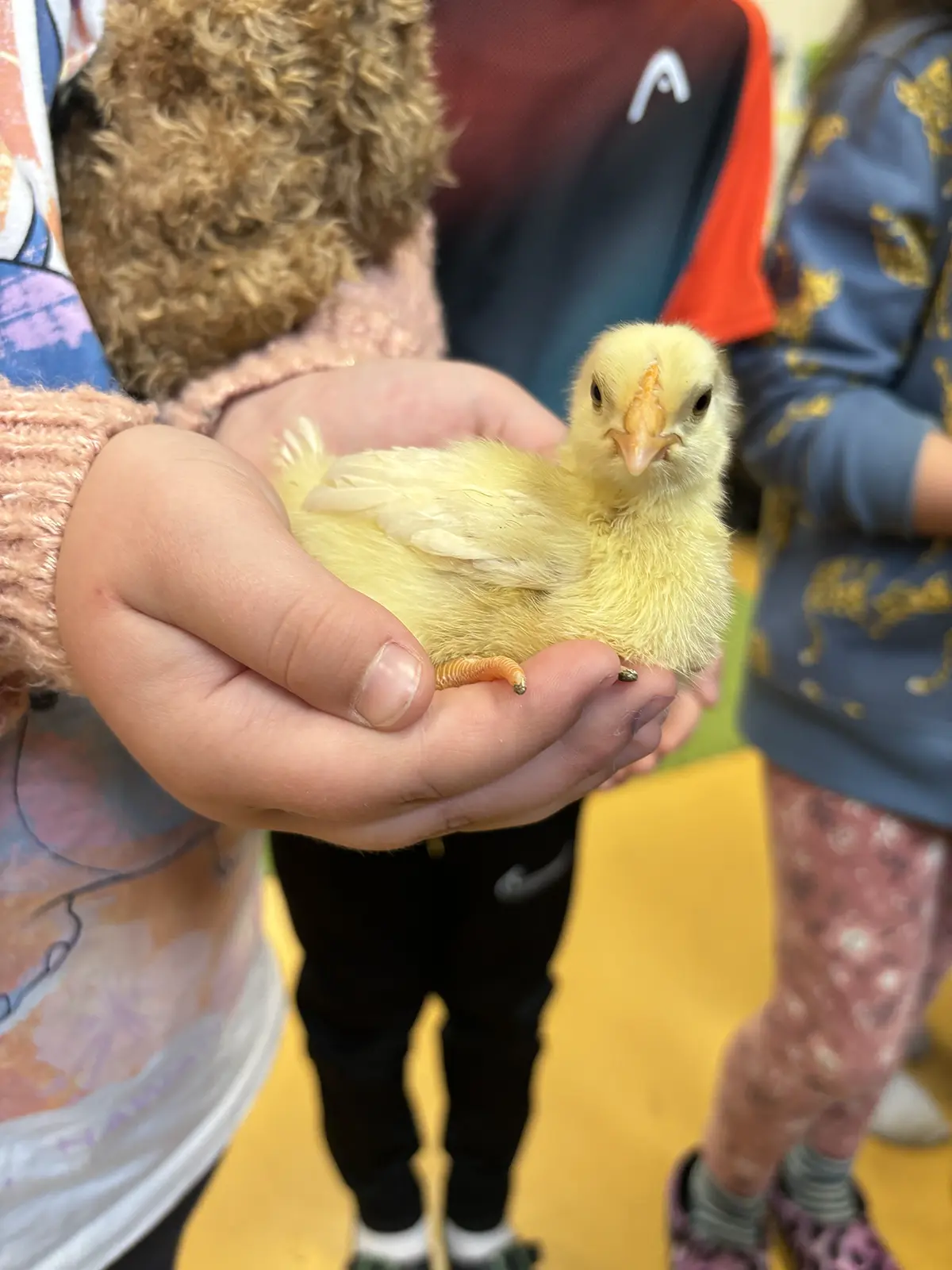 Ein Kind hält ein gelbes Küken behutsam in den Händen, im Hintergrund stehen weitere Kinder in bunter Kleidung.